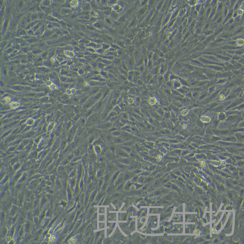 HSC-T6细胞（大鼠肝星形细胞种属鉴定正确）LM8C0116