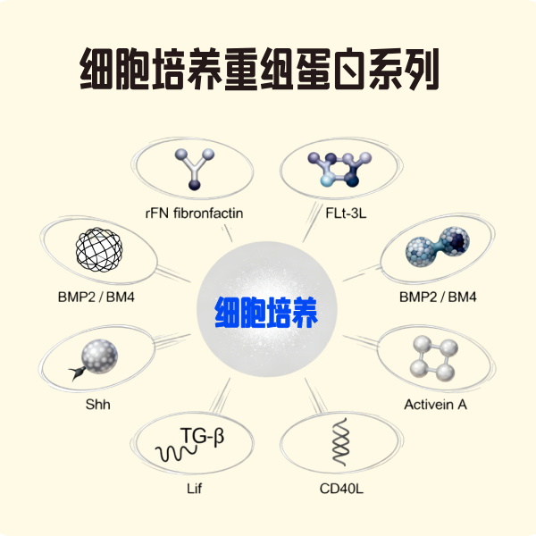 细胞培养重组蛋白系列
