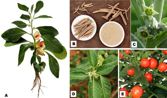 南非醉茄(醉茄内脂);南非醉茄提取物非醉茄提取物