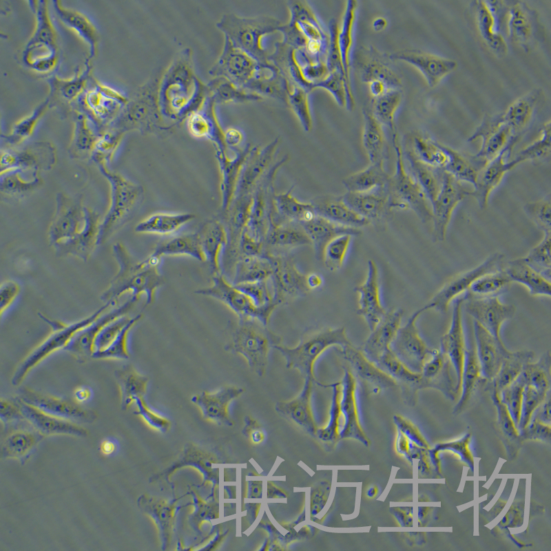 Vero细胞（非洲绿猴肾细胞）LM8C0242