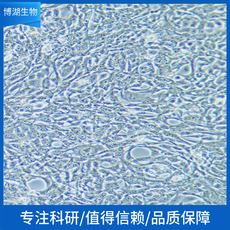 3T3-L1小鼠胚胎成纤维细胞