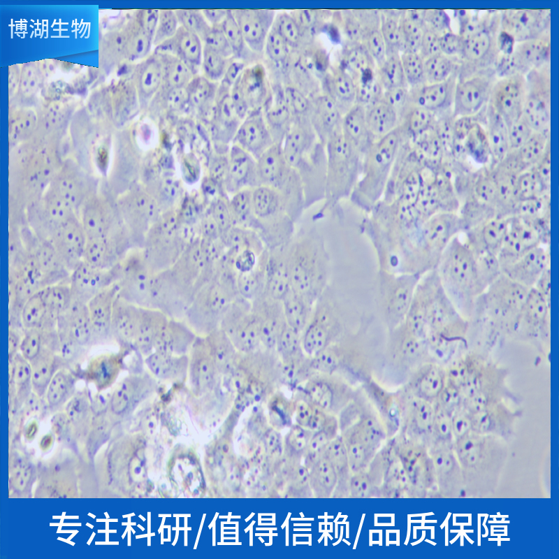3T3-L1小鼠胚胎成纤维细胞