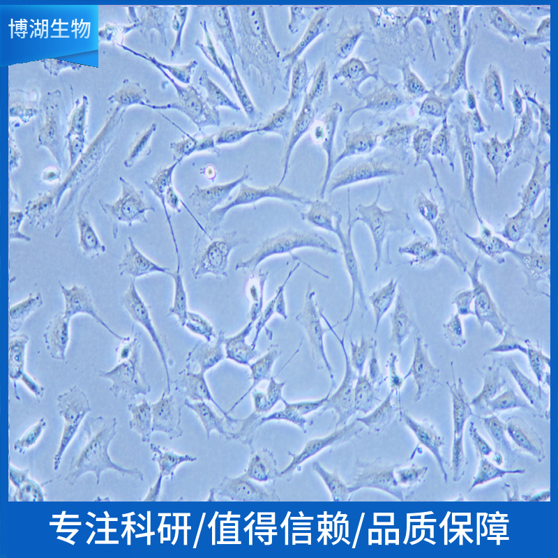 A549+luc 人肺癌细胞荧光素酶标记