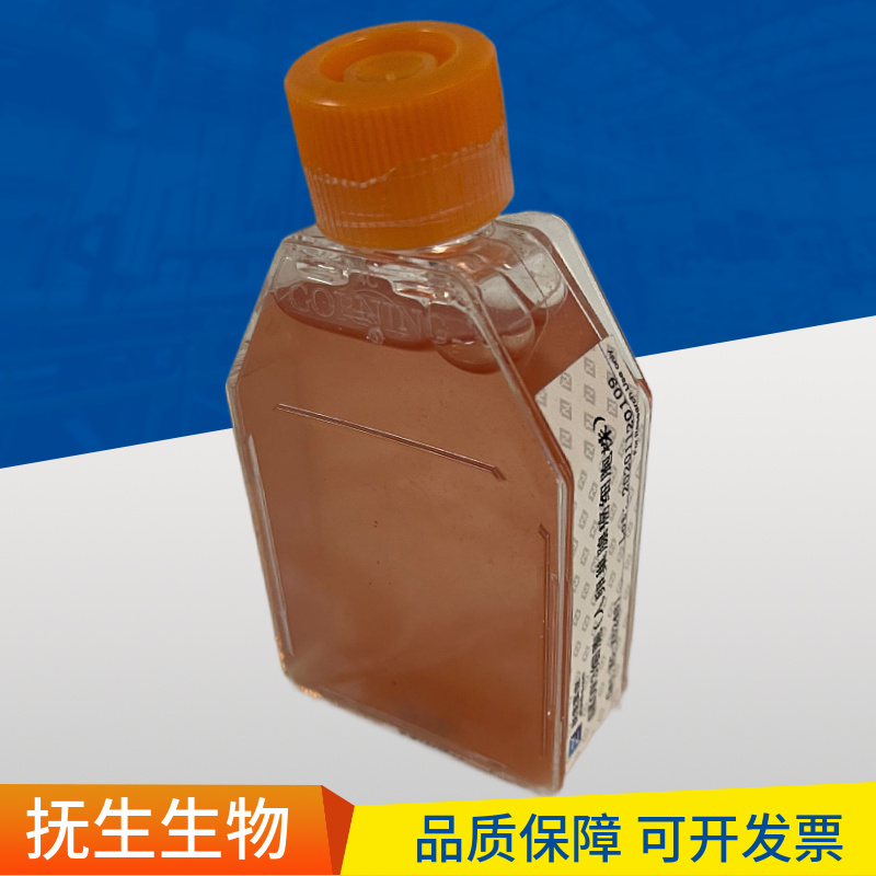 人涎腺腺样囊性癌细胞；ACC-2 (STR)