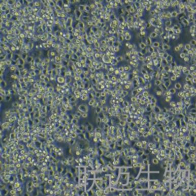 MX-1细胞（乳腺癌细胞）LM8C0296