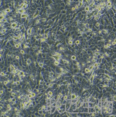 TE-11细胞（食管癌细胞）LM8C0454