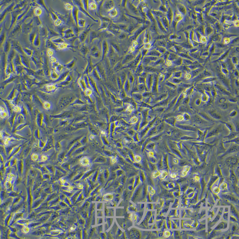 SV40MES13细胞（小鼠肾小球系膜细胞）LM8C0470
