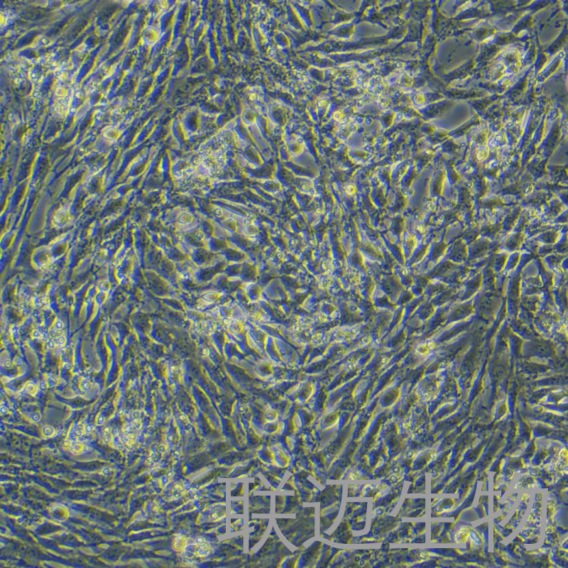 NRK细胞（大鼠肾细胞）LM8C0173