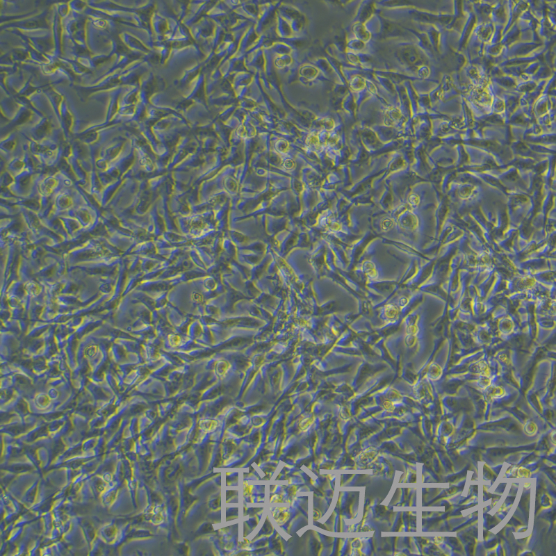 PIEC细胞（猪髋动脉内皮细胞）LM8C0186