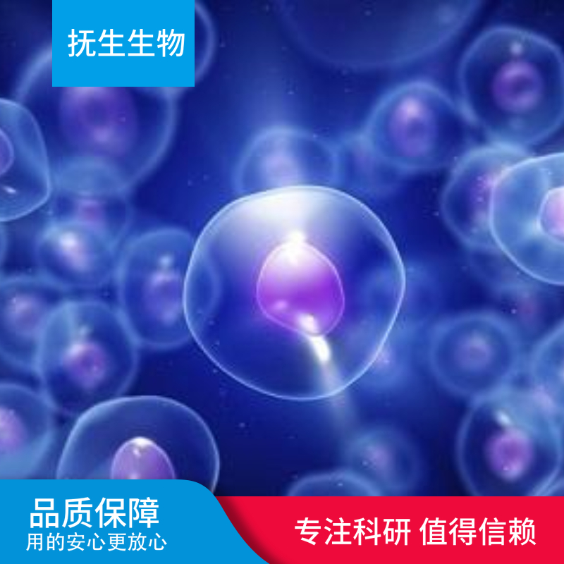 NCI-H2342细胞