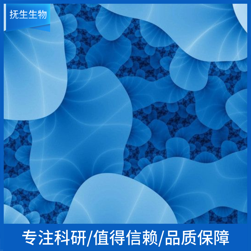 Daudi人淋巴癌细胞