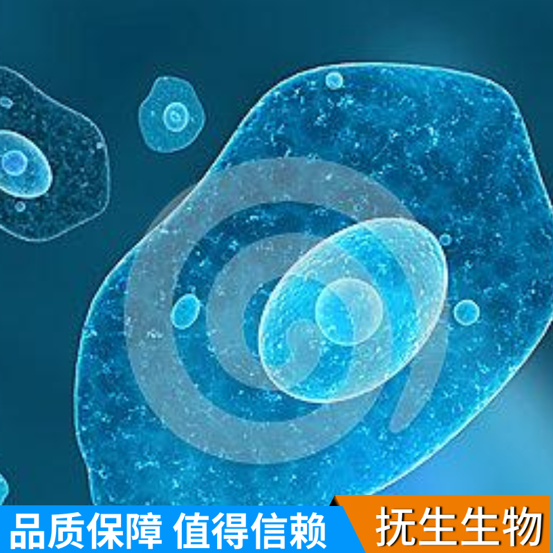 HEC-1-A人子宫癌细胞