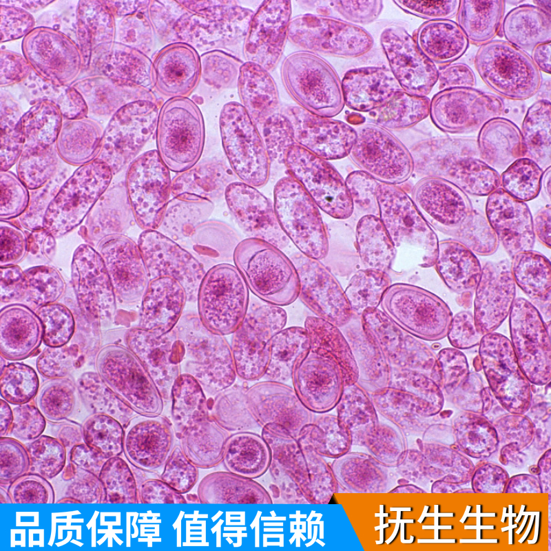 L5178Y TK+/- clone (3.7.2C)小鼠淋巴瘤细胞
