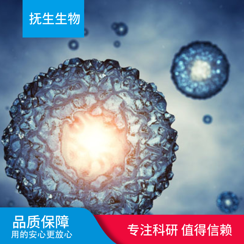 THLE-2人正常肝细胞