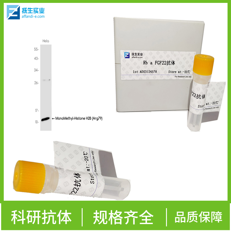 G蛋白偶联受体110抗体