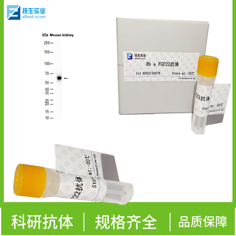 G蛋白偶联受体71抗体