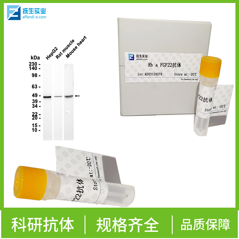 G蛋白转录因子α3抗体