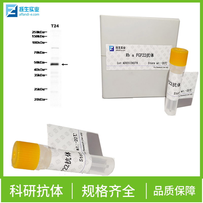 G氨基丁酸A型受体α2/GABAA Rα