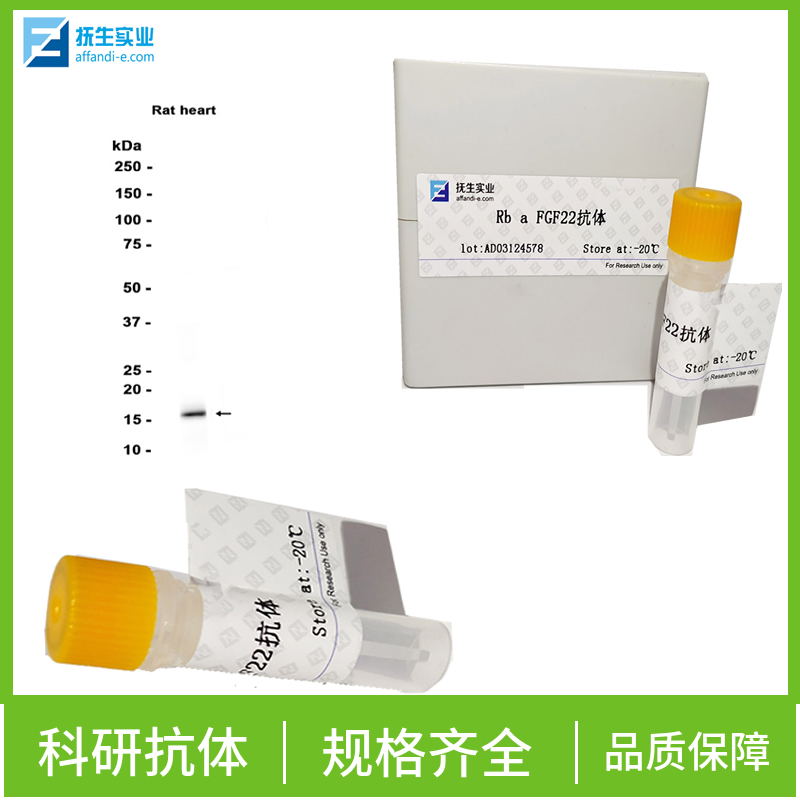 磷酸化动力相关蛋白1抗体