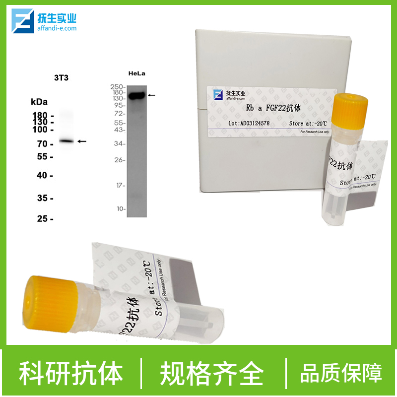 磷酸化干扰素调节因子3