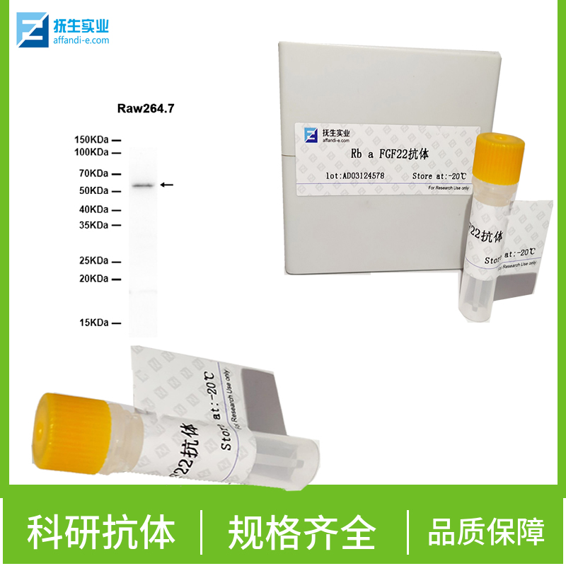 离子钙接头蛋白抗体