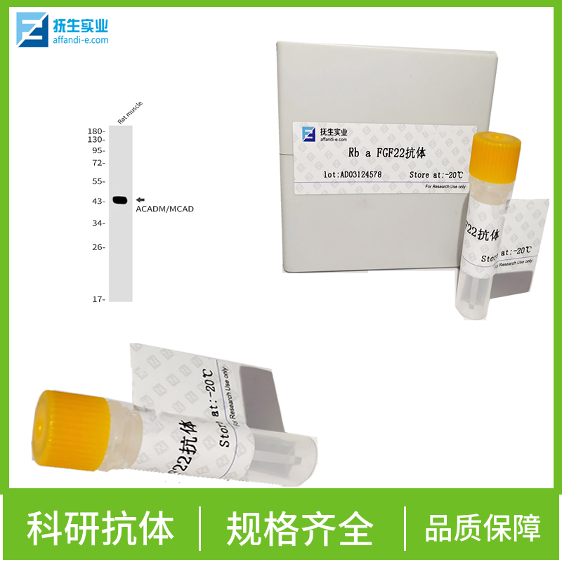 链酶亲和素抗体