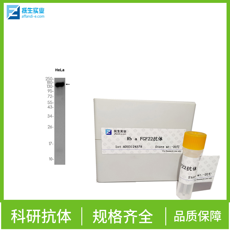 固醇酰辅酶A脱氢酶1抗体