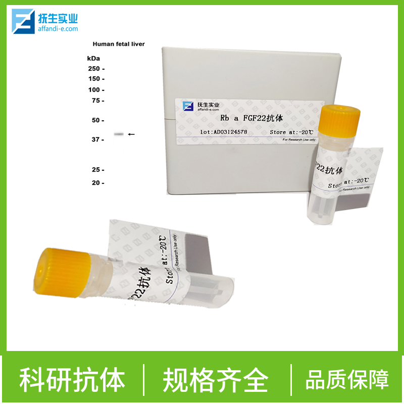 成纤维细胞激活蛋白α抗体