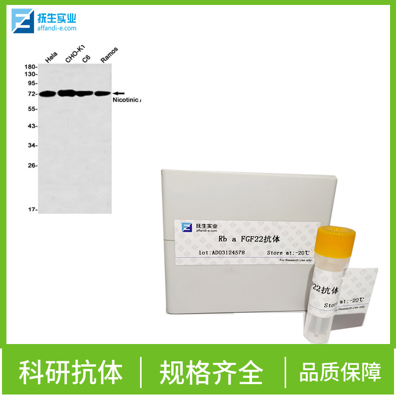 骨形态发生蛋白6抗体