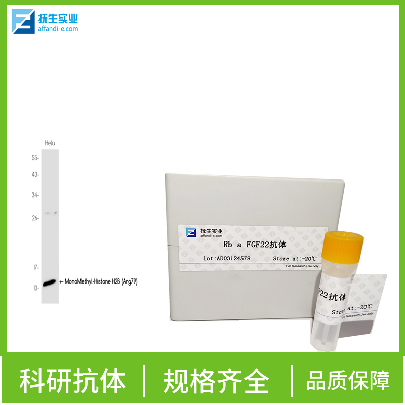 固醇调节元件结合蛋白裂解激活蛋白抗体