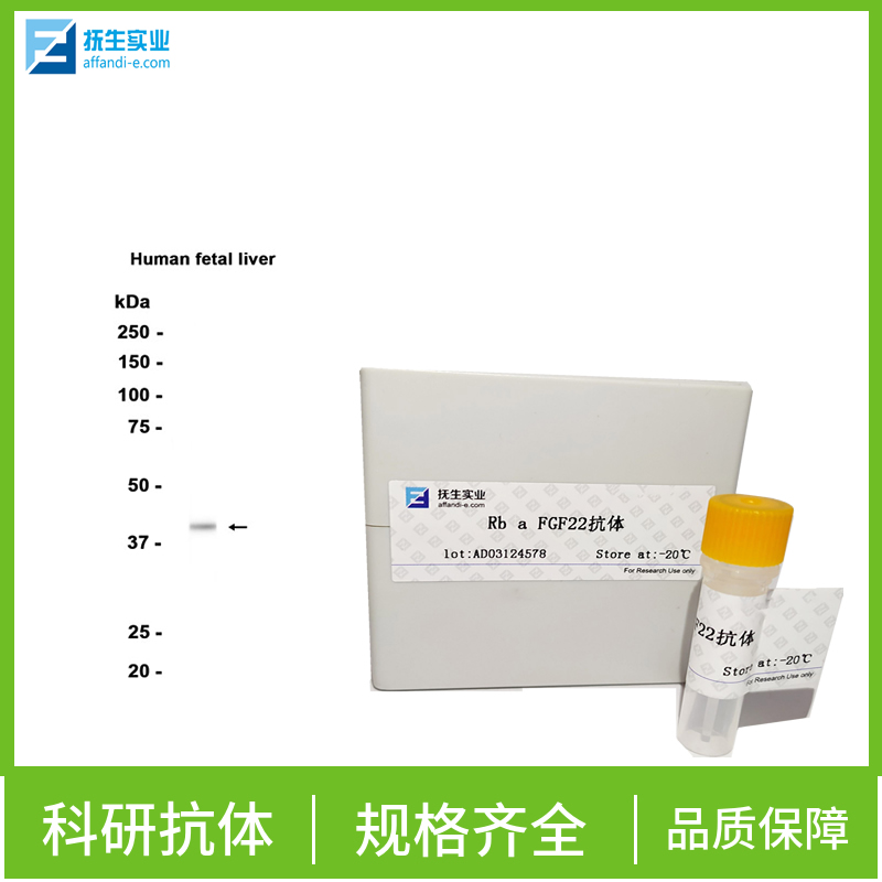 促进调解蛋白家族2A抗体