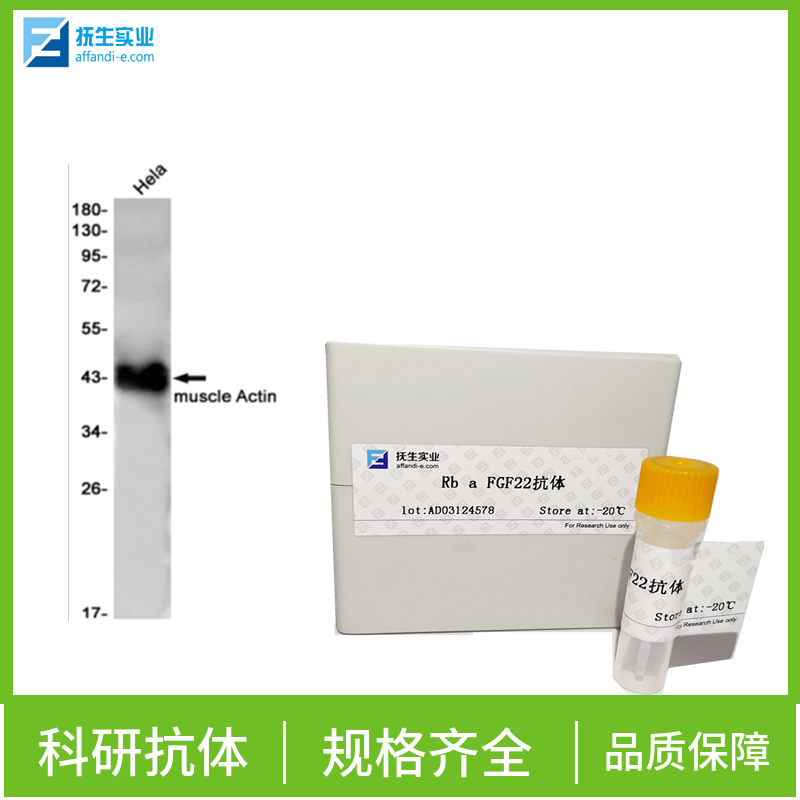 大鼠血清型IgA抗体