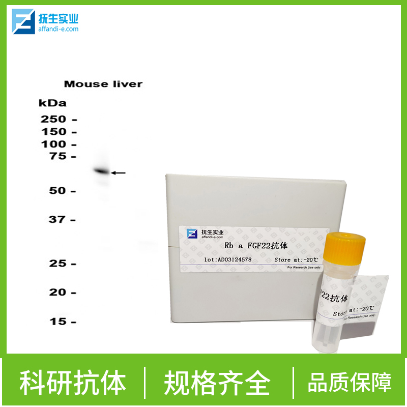 层粘连蛋白5抗体