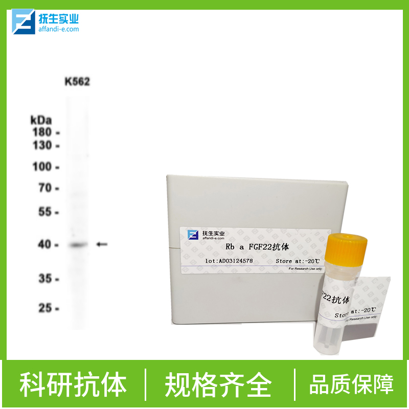 叉头蛋白P3抗体