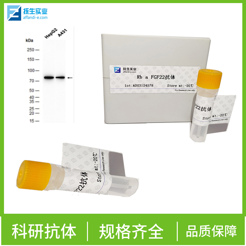 肠致病性大肠杆菌抗体