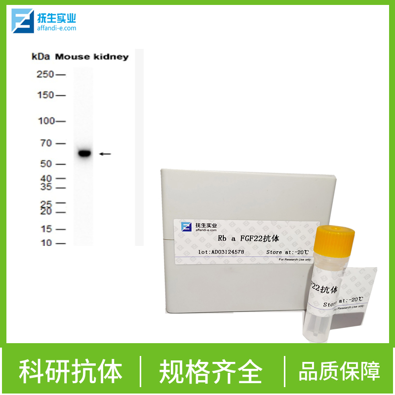 2，4-二氯苯氧乙酸(除草剂)单克隆抗体