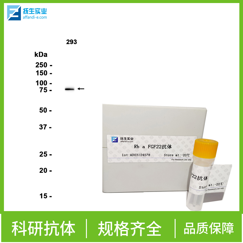 α-s2酪蛋白抗体