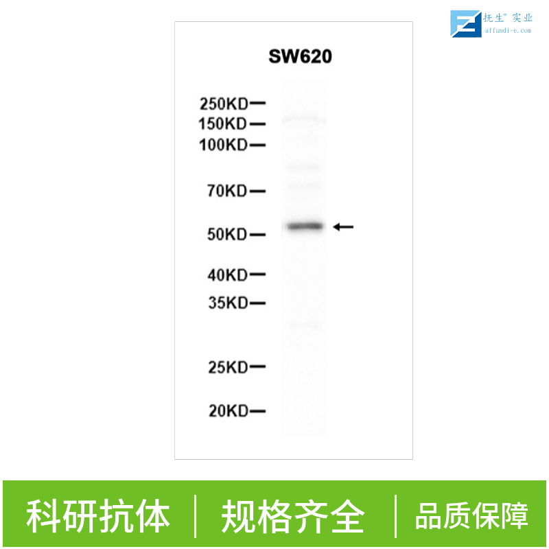 磷酸化p38MAPK抗体