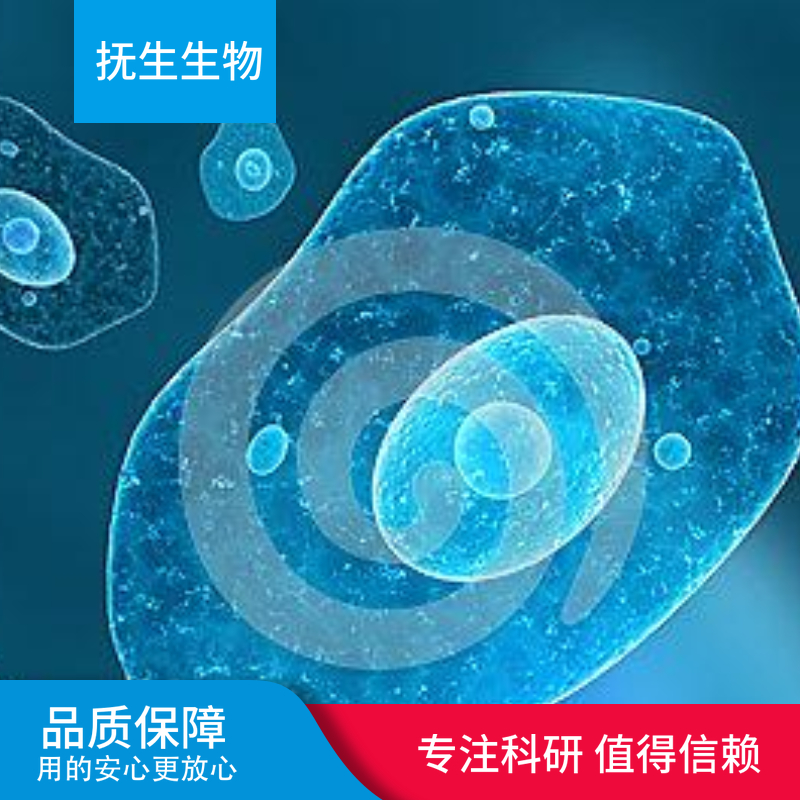 人肝星形细胞+GFP；LX-2+GFP