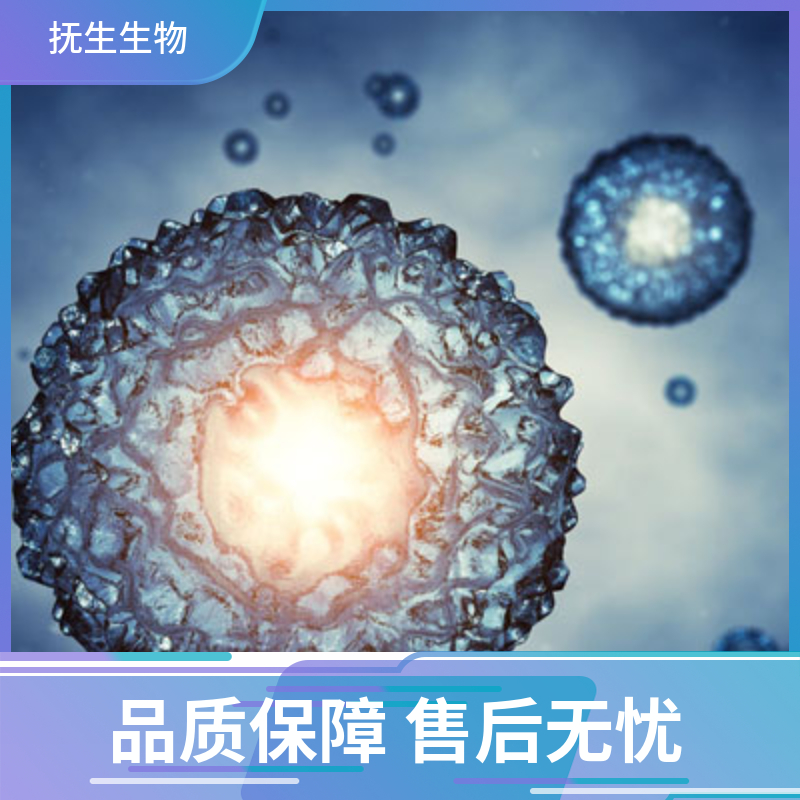 人逆转录病毒包装细胞293亚型；Plat-E293亚型