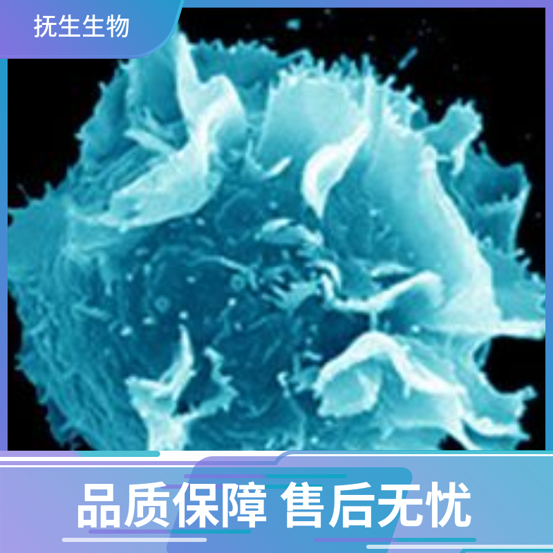 人宫颈鳞状细胞癌；C-4II