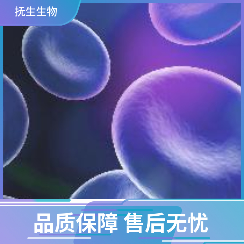 人胚肾细胞带红色荧光；293T/RFP (STR)