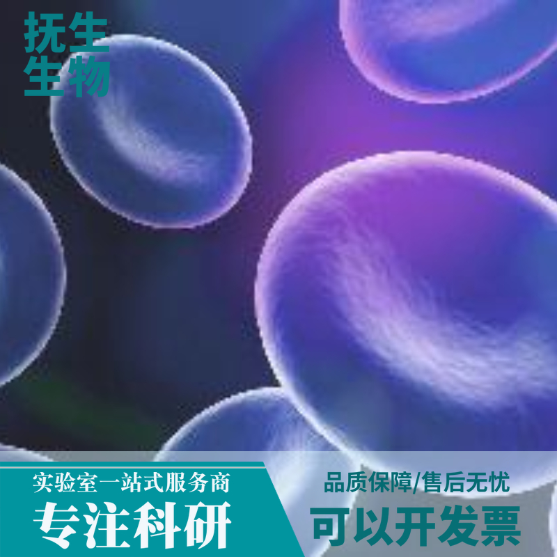 人胃癌细胞（未分化）带荧光素酶；HGC-27/LUC  (STR)