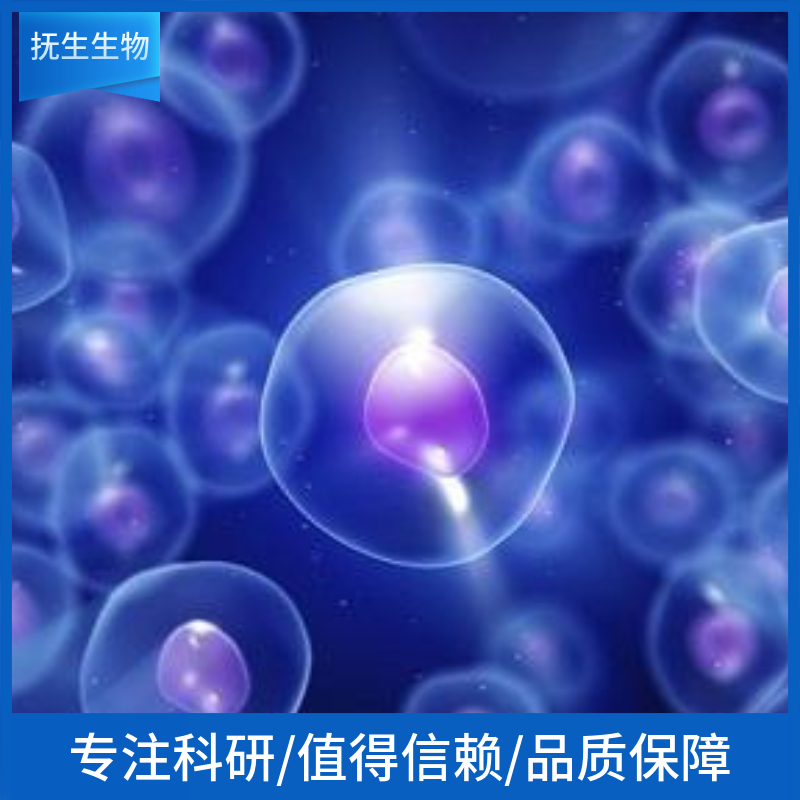 人胰腺癌细胞荧光素酶；AsPC-1/LUC