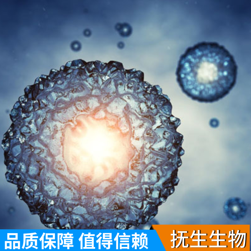 人乳腺癌细胞；COLO824