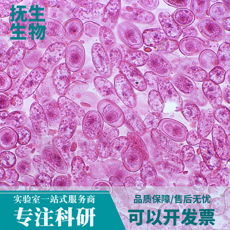 人脂肪肉瘤细胞；SW872(ATCCHTB-92)