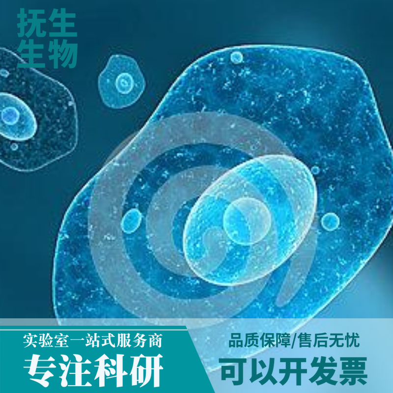 人T淋巴瘤细胞；Hut-102