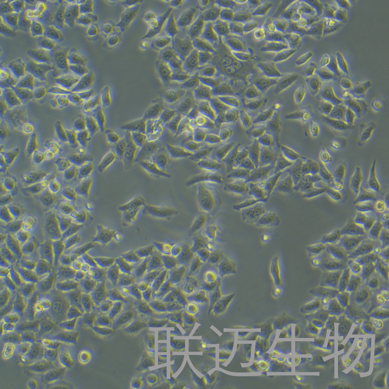 BGC-823细胞（人胃腺癌细胞（低分化））LM8C0033