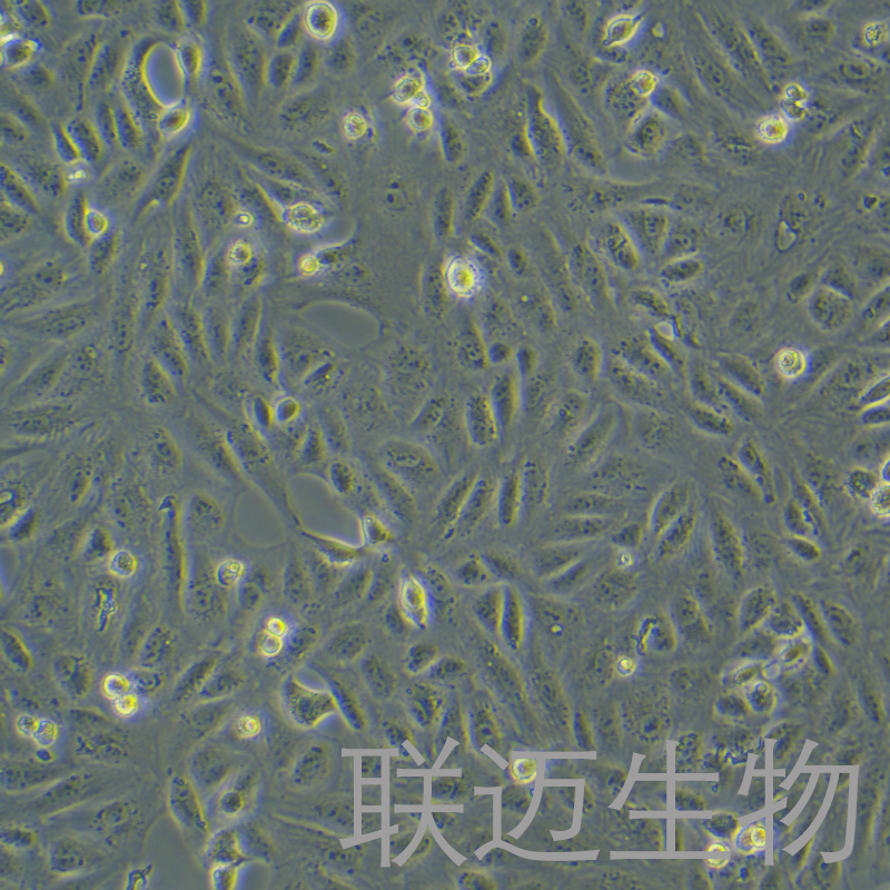 CV-1细胞（非洲绿猴肾细胞）LM8C0490