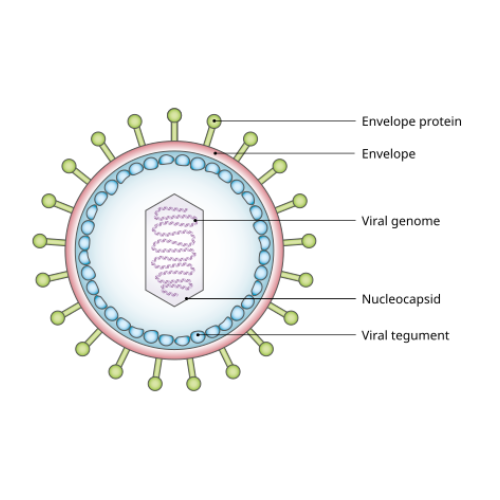 Epstein–Barr virus(EBV)相关抗原抗体